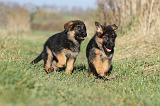 BERGER ALLEMAND 581